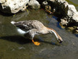 goose drinking