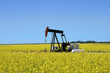 Foto: pump jack in a canola field pump jack in a canola field