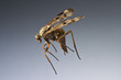 fly