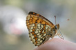 a butterfly close up a butterfly close up