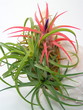tillandsia