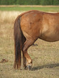 rear legs of dancing horse rear legs of dancing horse