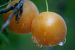 mirabelles mirabelles