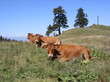 vaches montagne