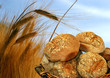 epis de blé et pain bio epis de blé et pain bio