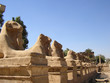 Foto: widder von karnak widder von karnak