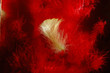 plume jaune sur plumes rouges