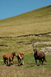 les chevaux auvergnats