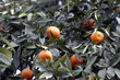 naranjas-01