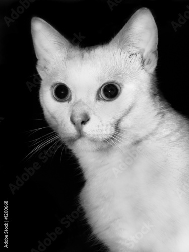 Photo: katze monochrom katze monochrom