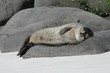 sieste sieste