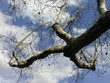 tronc et branche