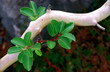 branch