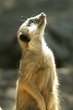 meerkat