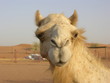 kamel