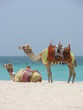 kamele am strand