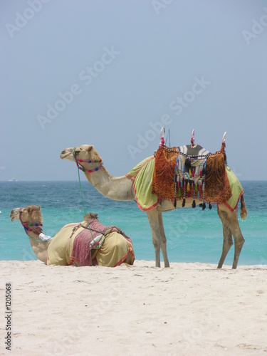 kamele am strand kamele am strand