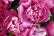 roman flowers