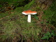 champignon rouge