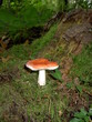 champignon rouge