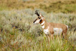 alert pronghorn