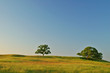 summer field