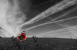 Photo en ligne au meilleur prix papillon nb