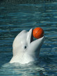 Photo: white whale playing basketball white whale playing basketball