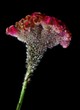 Foto: exotic specimen exotic specimen