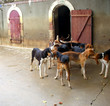 hunting dogs hunting dogs