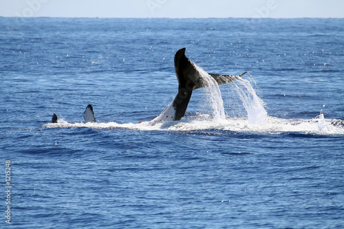 Foto: whale on the back whale on the back