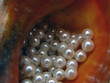 pearls enveloped in sea shell pearls enveloped in sea shell