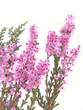 heather heather