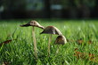 champignon champignon