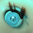 doll`s eye