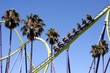 thrill ride