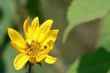 yellow flower yellow flower
