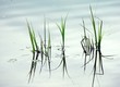 river grass river grass