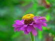 violet flower violet flower