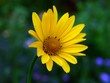 yellow flower yellow flower