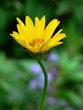 yellow flower yellow flower
