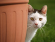 weisser kater