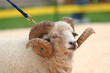 aries aries