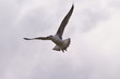 l'oiseau blanc