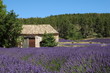 lavannde sur le plateau de valensole