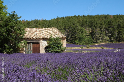 lavannde sur le plateau de valensole