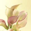 lilies lilies