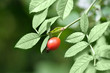rose hip (rosa canina)