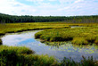 wetlands