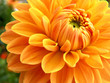 Foto: dalie dalie